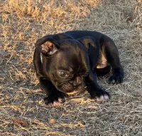 MR BLUE, a male French Bulldog and Frenchton for sale in Greenville, TX – 4 of 6