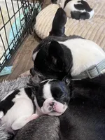 Reeses , a female Boston Terrier and French Bulldog for sale in Greenville, TX – 3 of 10