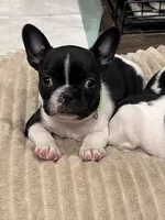 Skittles, a female Boston Terrier and French Bulldog for sale in Greenville, TX – 2 of 10