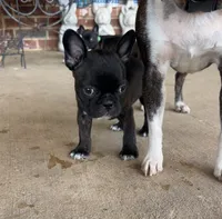 Mr Brown, a male Boston Terrier and French Bulldog for sale in Greenville, TX – 2 of 7