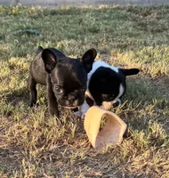 MS RED, a female French Bulldog and Frenchton for sale in Greenville, TX – 4 of 5