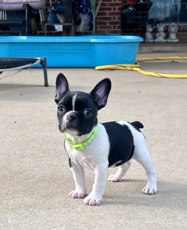 Skittles – Boston Terrier, French Bulldog puppy for sale in Greenville, TX