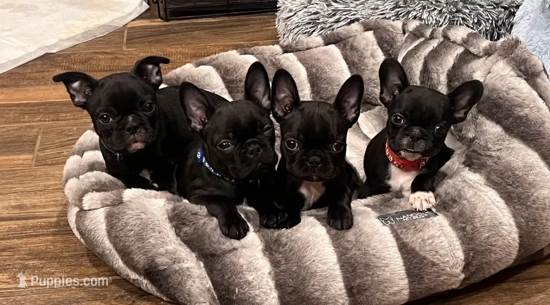 LIL BLUE – Boston Terrier, French Bulldog puppy for sale in Greenville, TX