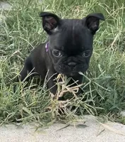 MR PURPLE, a male French Bulldog and Frenchton for sale in Greenville, TX – 3 of 7