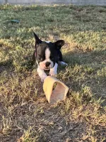 MS PINK, a female French Bulldog and Frenchton for sale in Greenville, TX – 7 of 10