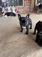 Mr Brown, a male Boston Terrier and French Bulldog for sale in Greenville, TX – 3 of 7