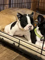 Reeses , a female Boston Terrier and French Bulldog for sale in Greenville, TX – 4 of 10