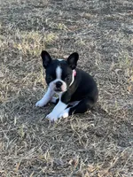 MS PINK, a female French Bulldog and Frenchton for sale in Greenville, TX – 9 of 10