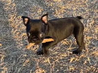 MR PURPLE, a male French Bulldog and Frenchton for sale in Greenville, TX – 5 of 7