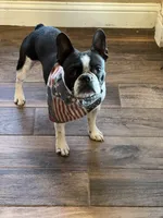 Reeses , a female Boston Terrier and French Bulldog for sale in Greenville, TX – 10 of 10