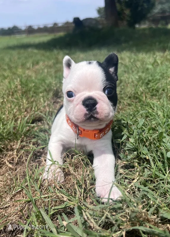Louise – Boston Terrier puppy for sale in Greenville, TX