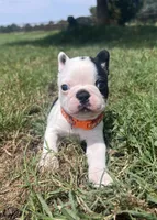 Louise, a female Boston Terrier for sale in Greenville, TX – 1 of 3