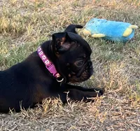 MR PURPLE, a male French Bulldog and Frenchton for sale in Greenville, TX – 4 of 7