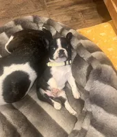 Mr Tan, a male Boston Terrier and French Bulldog for sale in Greenville, TX – 4 of 7