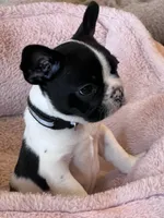 Mr Beast, a male Boston Terrier and French Bulldog for sale in Greenville, TX – 2 of 7