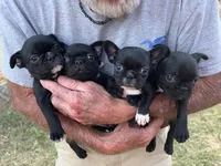 LIL BLUE, a male French Bulldog and Frenchton for sale in Greenville, TX – 4 of 5