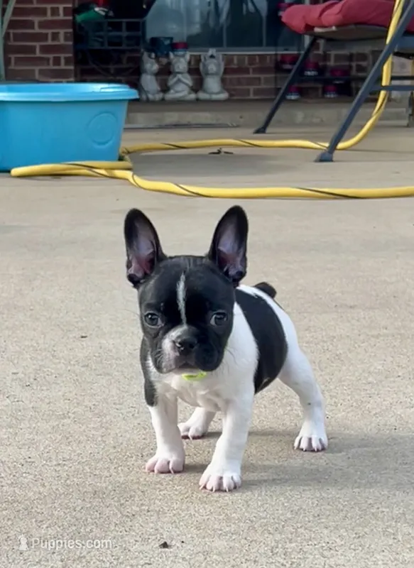 Skittles  – Frenchton puppy for sale in Greenville, TX