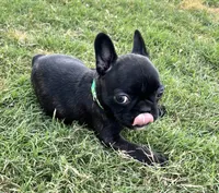 Ms Green, a female Boston Terrier and French Bulldog for sale in Greenville, TX – 2 of 7
