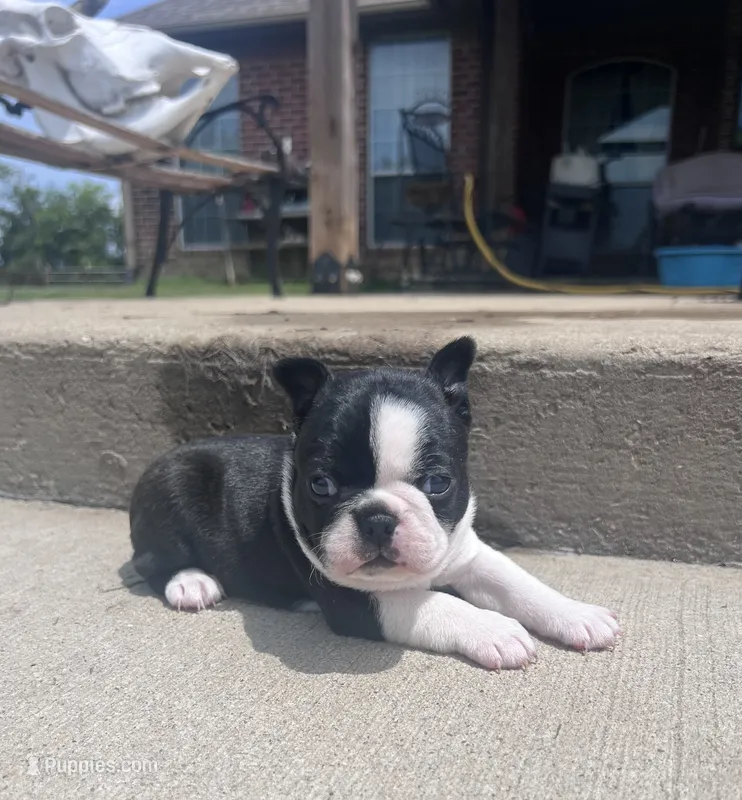 Thelma – Boston Terrier puppy for sale in Greenville, TX