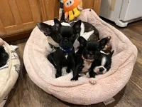MS RED, a female French Bulldog and Frenchton for sale in Greenville, TX – 5 of 5