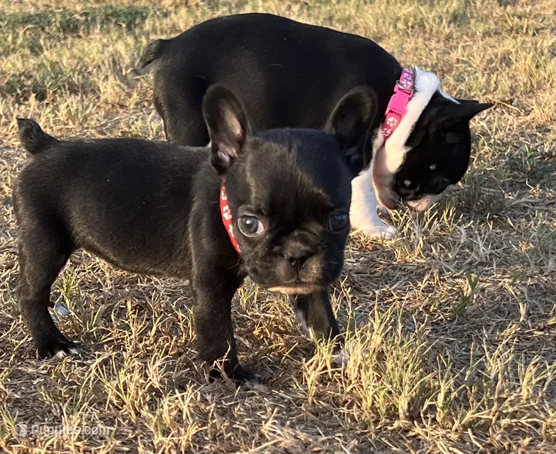 MS RED – French Bulldog, Frenchton puppy for sale in Greenville, TX