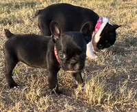 MS RED, a female French Bulldog and Frenchton for sale in Greenville, TX – 1 of 5