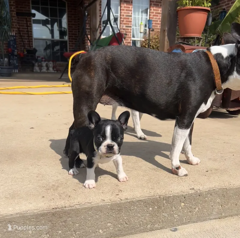 Mr Tan – Boston Terrier, French Bulldog puppy for sale in Greenville, TX