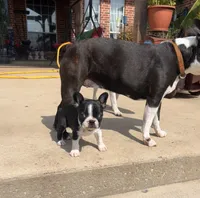 Mr Tan, a male Boston Terrier and French Bulldog for sale in Greenville, TX – 1 of 7