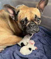 Skittles, a female Boston Terrier and French Bulldog for sale in Greenville, TX – 8 of 10