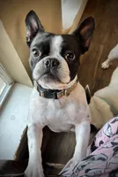 Skittles, a female Boston Terrier and French Bulldog for sale in Greenville, TX – 10 of 10