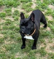 MS RED, a female Boston Terrier and Frenchton for sale in Greenville, TX – 10 of 10
