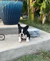 MS PINK, a female French Bulldog and Frenchton for sale in Greenville, TX – 2 of 10