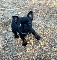 MS PINK, a female French Bulldog and Frenchton for sale in Greenville, TX – 8 of 10