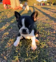 Mr Tan, a male Boston Terrier and French Bulldog for sale in Greenville, TX – 2 of 7