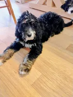 Joy, a female Bernedoodle for sale in Lena, WI – Photo 4 of 9