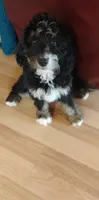 Joy, a female Bernedoodle for sale in Lena, WI – Photo 5 of 9