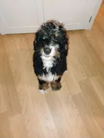 Joy, a female Bernedoodle for sale in Lena, WI – Photo 3 of 9