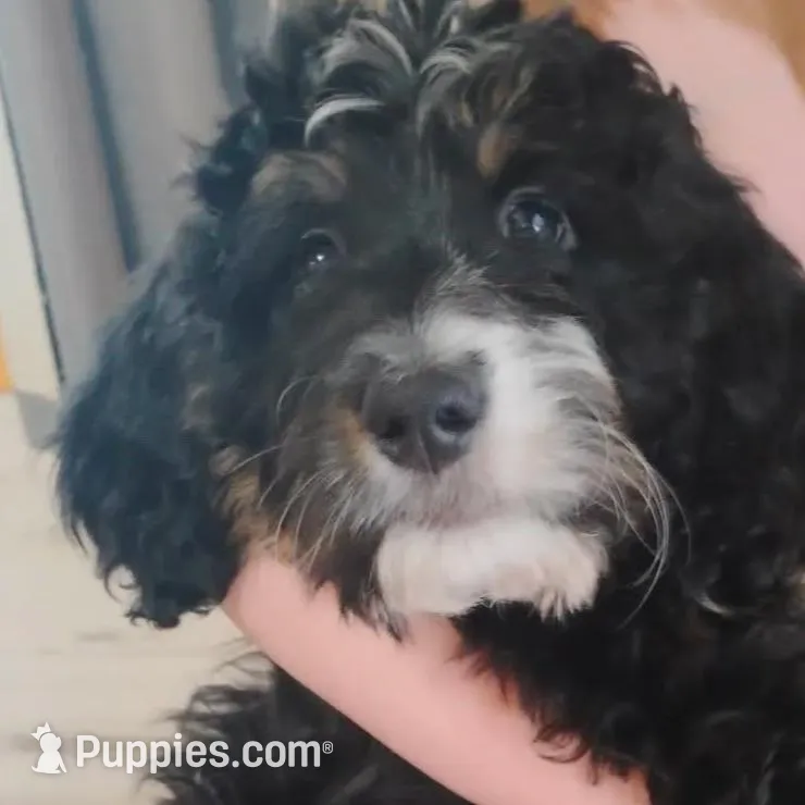 Joy, a female Bernedoodle for sale in Lena, WI – Photo 9 of 9