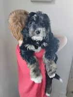 Joy, a female Bernedoodle for sale in Lena, WI – Photo 8 of 9