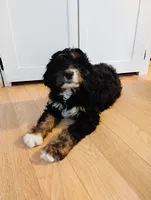 Joy, a female Bernedoodle for sale in Lena, WI – Photo 7 of 9
