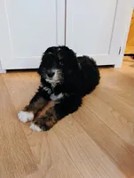 Joy, a female Bernedoodle for sale in Lena, WI – Photo 6 of 9