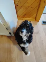 Joy, a female Bernedoodle for sale in Lena, WI – Photo 1 of 9