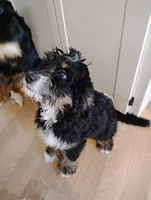 Joy, a female Bernedoodle for sale in Lena, WI – Photo 2 of 9