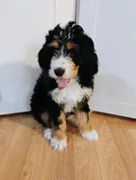 processed/a1432e30-81f6-4ea0-adc4-ad537ff9908a/listing/c5db3398-f102-47a9-97d4-4d9ba80e759e/cf396228-b56d-4ee3-ae19-d417d8db2b56