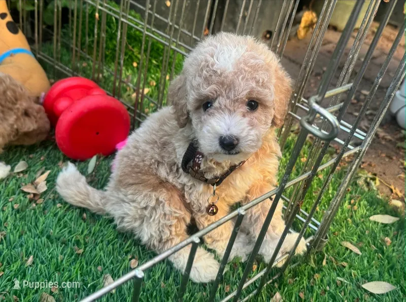 Perfect Apricot Maltipoo  – Maltipoo, Poodle - Toy  puppy for sale in San Diego, CA