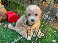 Perfect Apricot Maltipoo , a male Maltipoo and Poodle - Toy  for sale in San Diego, CA – 1 of 1