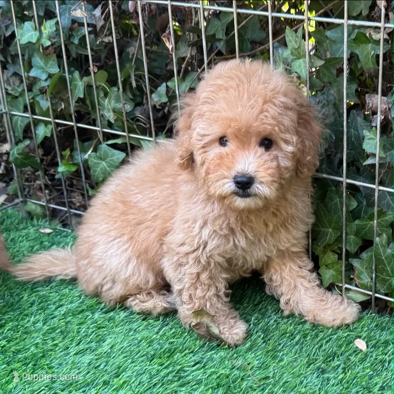Tedy Bear Face Doodle 🐻 😍  – Poodle - Toy , Miniature Goldendoodle puppy for sale in San Diego, CA