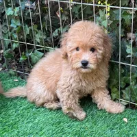 Tedy Bear Face Doodle 🐻 😍 , a female Poodle - Toy  and Miniature Goldendoodle for sale in San Diego, CA – 1 of 2