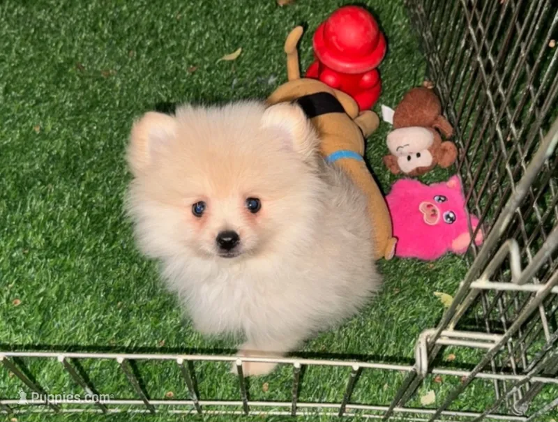 TEACUP Pomeranian  – Pomeranian puppy for sale in San Diego, CA