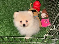 TEACUP Pomeranian , a male Pomeranian for sale in San Diego, CA – 1 of 1